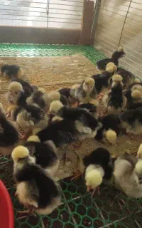 فروش جوجه 3روزه لهستانی