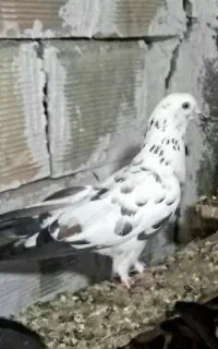 یه جفت کبوتر پرشی