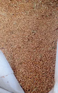فروش گندم