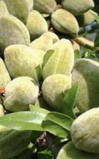 با قارچ کش تریکودرما درآمدت رو دوبرابر کن