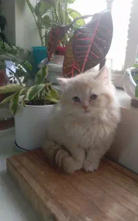 گربه پرشین