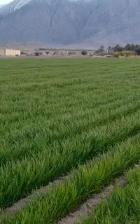 فروش ۲۴ ساعت آب زمین کشاورزی