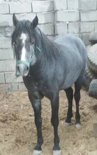 سلام دوتا اسب کورد شجره عالی با بهترین خط خون