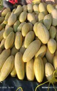 خربزه مشهدی