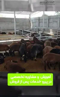 نیاز یک خانواده دارم برای کار تو گله دونی