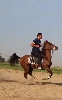 مادیان ۶ ساله سواری دار