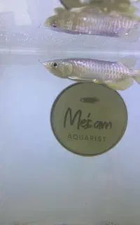 آروانا سوپر هایبک