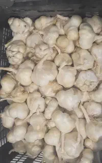 سیر تازه امسال