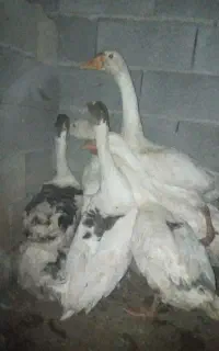 بزرگ ترین غاز هارو از ما بگیرین