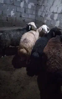 ۵عددگوچ دامازدخ