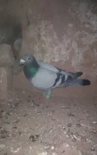 دانه ۴۰۰