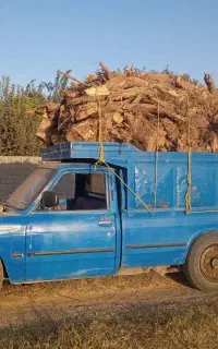 فروش ریشه  سیب