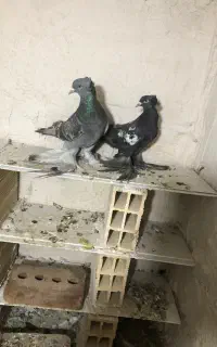کفتر لوطی ککیلی