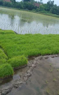 باکس نشا هاشمی