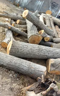 برش وخریدانواع  چوب باغی وجنگلی  هیزمی و صنعتی