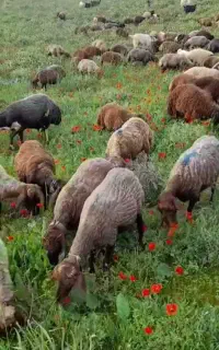 خـرید مستـقیم‌ بدونه واسطه گوسفند عشایر زنده