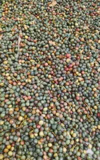 خریدار گونشک با قیمت مناسب