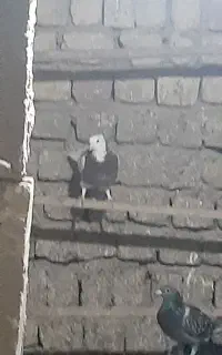 طوقی