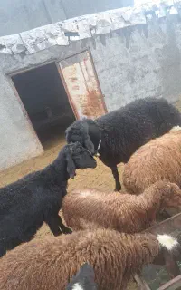 استخدام چوپان