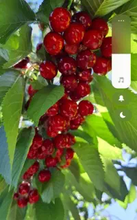 اجاره‌دارهستم گیلاس‌وآلبالو