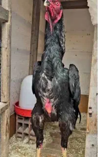 خروس