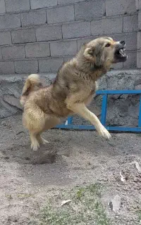 سگ سرابی ۲ ساله نگهبان