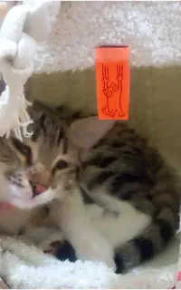 ماده ۶ ماهه