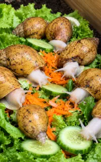 فروش اچاتینا آلبینو