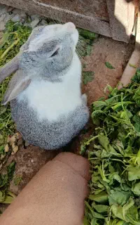 خرگوش