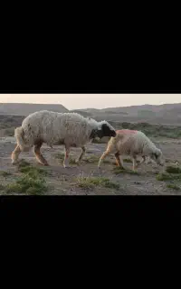 بره قوچ