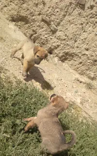 واگذاری توله سرابی نرو ماده