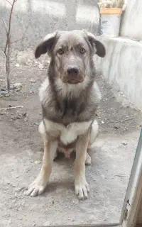 توله سگ نر