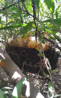 عسل طبیعی