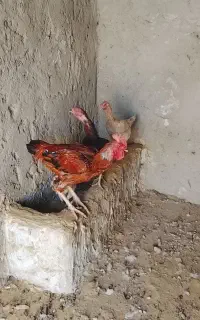 مرغ وخروس محلی