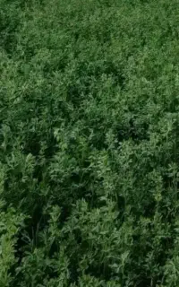 یونجه خشک پرس شده ۱۵۰ بسته به قیمت۳۰هزار تومان