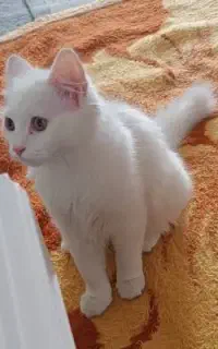 گربه میکش پرشین ماده