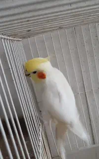 عروس‌هلندی‌باوسایل‌کامل