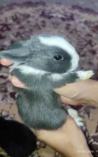 بچه خرگوش