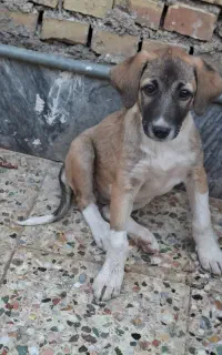 توله سگ دوماهه