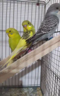 ۳ جوجه مرغ عشق انگلیسی