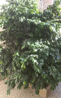 گل بنجامین بلک