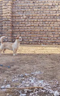 سگ پاپی