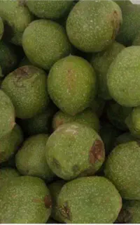 گردوی سبز برای تازه خوری