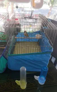 سهره جفتی قناری و سهره جوجه سال مست فوق استسنایی