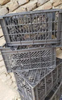 سبد