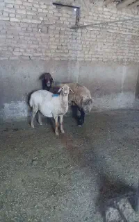 قوچ همو فروشی