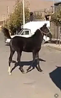 کره اسب نریان