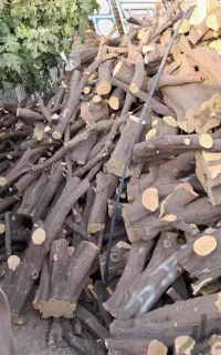 خرید و قطع انواع درخت و چوب مرکبات و باغی