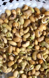 بذر لوبیا روغنی