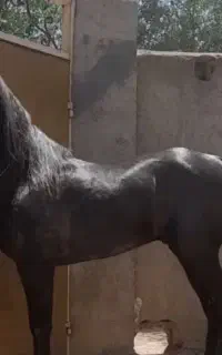 اسب فروشی کس.ی داشت چت سواری دار شجره دار